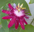 Lady Margaret Passion Flower Plant - Passiflora - 4" Pot - 9GreenBox