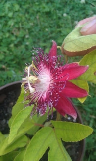 Lady Margaret Passion Flower Plant - Passiflora - 4&quot; Pot - 9GreenBox