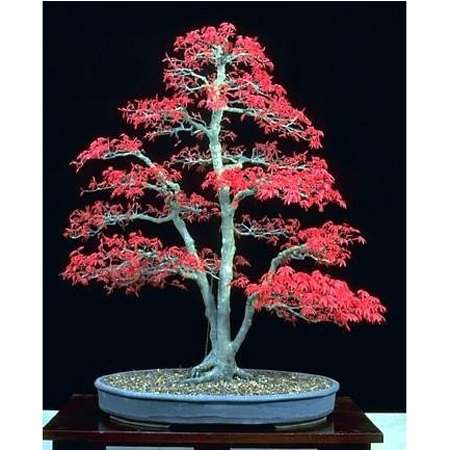 Japanese Red Maple &