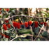 Chinese Matrimony Vine 15 Seeds -RARE- Lycium chinense - 9GreenBox