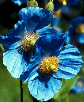 Himalayan Blue Poppy 20 Seeds - Meconopsis - 9GreenBox