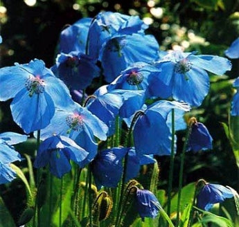 Himalayan Blue Poppy 20 Seeds - Meconopsis - 9GreenBox