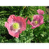 Hens & Chicks Poppy 250 Seeds - Papaver somniferum. One Stop Poppy Shoppe® Br... - 9GreenBox