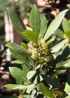 Bay Laurel Herb 5 Seeds - Laurus nobilis - 9GreenBox