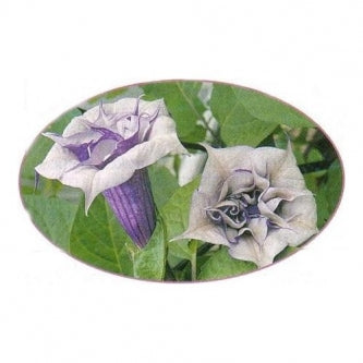 Double Lavender Angels Trumpet 6 Seeds Datura - 9GreenBox