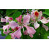 Pink Orchid Tree 10 Seeds - Bauhinia monandra - 9GreenBox