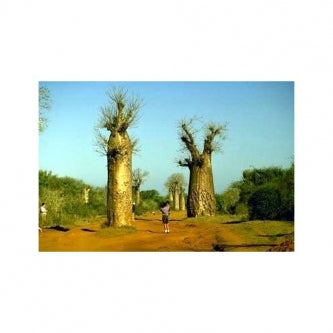 Baobob Tree 8 Seeds - Monkey Bread Tree - Adamsonia - 9GreenBox