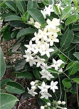 Madagascar Jasmine Plant - Stephanotis - Bridal Wreath - 4&quot; Pot - 9GreenBox