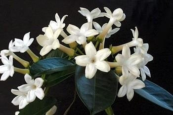 Madagascar Jasmine Plant - Stephanotis - Bridal Wreath - 4&quot; Pot - 9GreenBox