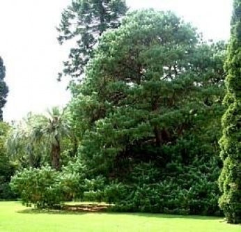 Mexican Weeping Pine 20 Seeds - Pinus patula - Bonsai - 9GreenBox