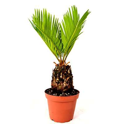 Japanese Sago Palm - GREAT GIFT EASY TO GROW - 4&quot; pot - 9GreenBox