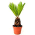 Japanese Sago Palm - GREAT GIFT EASY TO GROW - 4" pot - 9GreenBox