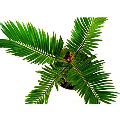 Japanese Sago Palm - GREAT GIFT EASY TO GROW - 4&quot; pot - 9GreenBox