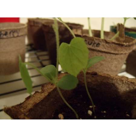 Mexican Miniature Watermelon 15 Seeds -Melothria scabra - 9GreenBox