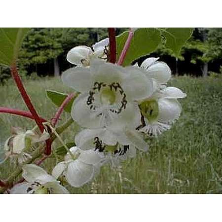 Hardy Kiwi Fruit 10 Seed -Actinidia chinensis-Perennial - 9GreenBox