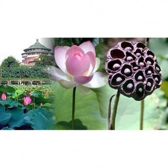 Pink Sacred Water Lily 5 Seeds - Nelumbo nucifera - 9GreenBox