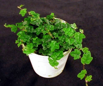 Mini Oakleaf Creeping Fig -Terrarium/Topiary/HousePlant - 9GreenBox