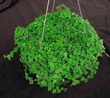Mini Oakleaf Creeping Fig -Terrarium/Topiary/HousePlant - 9GreenBox
