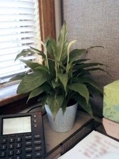 Peace Lily Plant - Spathyphyllium - Great House Plant - 4&quot; Pot - 9GreenBox