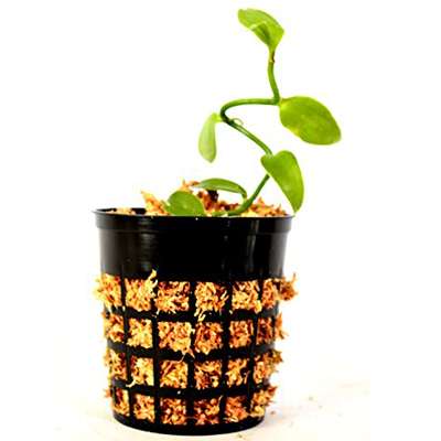 Vanilla Vine Orchid Plant - Most Popular Spice - 3&quot; pot - 9GreenBox