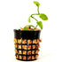 Vanilla Vine Orchid Plant - Most Popular Spice - 3" pot - 9GreenBox