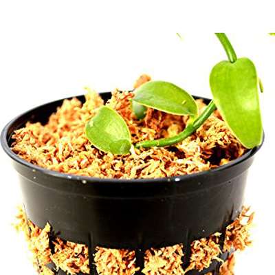 Vanilla Vine Orchid Plant - Most Popular Spice - 3&quot; pot - 9GreenBox
