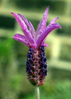 Purple Ribbon Spanish Butterfly Lavender - 4 Plants - 9GreenBox