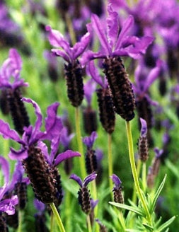 Purple Ribbon Spanish Butterfly Lavender - 4 Plants - 9GreenBox