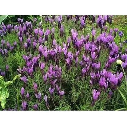 Purple Ribbon Spanish Butterfly Lavender - 4 Plants - 9GreenBox