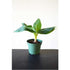 Super Dwarf Patio Banana Plant - Musa - Great House Plant - 4" Pot - 9GreenBox
