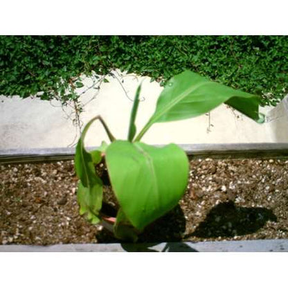 Super Dwarf Patio Banana Plant - Musa - Great House Plant - 4&quot; Pot - 9GreenBox