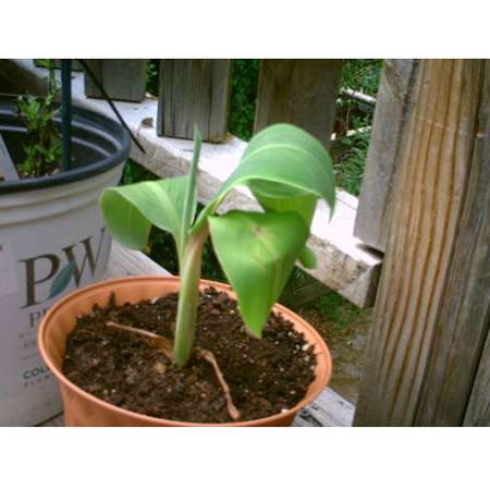 Super Dwarf Patio Banana Plant - Musa - Great House Plant - 4&quot; Pot - 9GreenBox