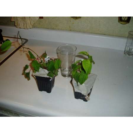 2 Hardy Kiwi Plants - Actinidia - Anna and Meader - 9GreenBox