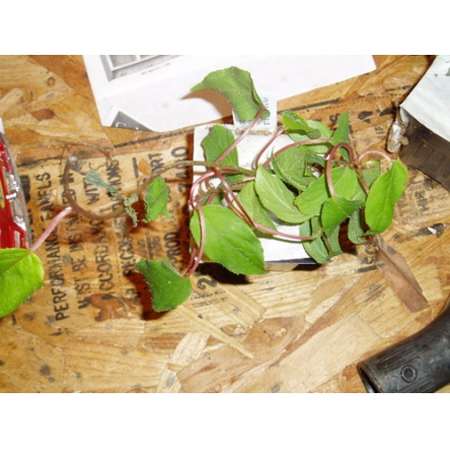 2 Hardy Kiwi Plants - Actinidia - Anna and Meader - 9GreenBox