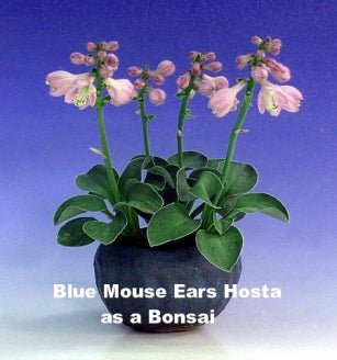 Blue Mouse Ears Hosta - 2008 Hosta of the Year - Dwarf - 9GreenBox