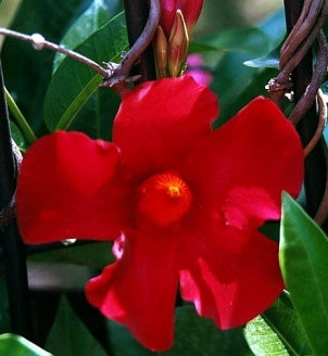 Red Brazilian Jasmine Plant - Indoors/Out - Mandevilla - 4&quot; Pot - 9GreenBox