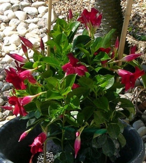 Red Brazilian Jasmine Plant - Indoors/Out - Mandevilla - 4&quot; Pot - 9GreenBox
