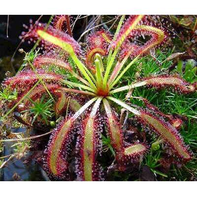 Cape Sundew Plant - Drosera capensis - Carnivorous Gift Box - 9GreenBox