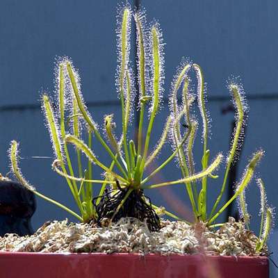 Cape Sundew Plant - Drosera capensis - Carnivorous Gift Box - 9GreenBox