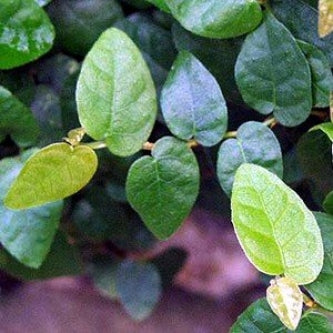 Creeping Fig Plant - Ficus pumila - 3&quot; Pot - 9GreenBox