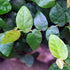 Creeping Fig Plant - Ficus pumila - 3" Pot - 9GreenBox
