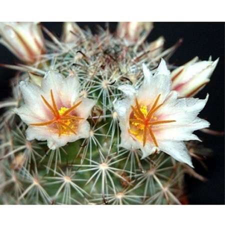 Pincushion Cactus Mix 50 Seeds - Mammillaria Mix - 9GreenBox