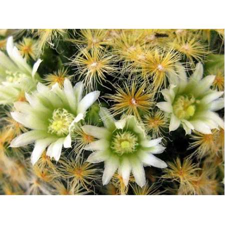 Pincushion Cactus Mix 50 Seeds - Mammillaria Mix - 9GreenBox