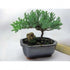 9GreenBox - Japanese Juniper Bonsai Tree with Fertilizer - 9GreenBox