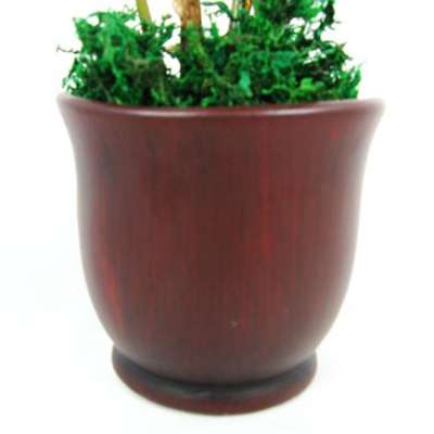 9GreenBox - Wooden Color Ceramic Pot w/ RARE Z Z Houseplant GOLDEN TREE ZAMIO... - 9GreenBox