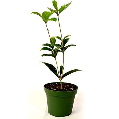 Sweet Olive Tea Tree, Osmanthus, Live Plant - 9GreenBox