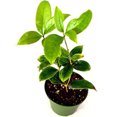 Sweet Olive Tea Tree, Osmanthus, Live Plant - 9GreenBox