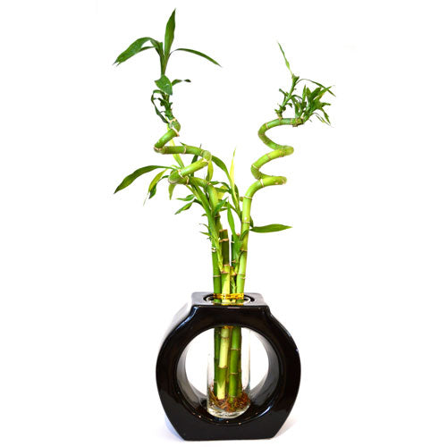 9GreenBox - Lucky Bamboo Spiral Style 8’’ Tall Hollow Ceramic Vase - 9GreenBox