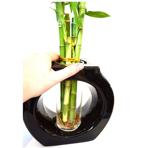 9GreenBox - Lucky Bamboo Spiral Style 8’’ Tall Hollow Ceramic Vase - 9GreenBox