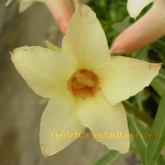 9GreenBox -  Desert Rose - Oriole Yellow - 9GreenBox